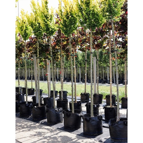 Guldalm - Ulmus hollandica 'Wredei' 12-14 HS, CONT